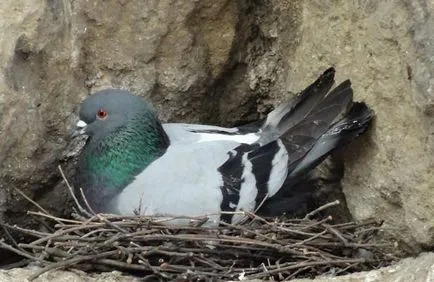 Ca păsări de reproducere (50 poze) porumbei de împerechere