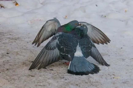 Ca păsări de reproducere (50 poze) porumbei de împerechere