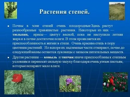 Cum plantele s-au adaptat la viața în deșert, exemple