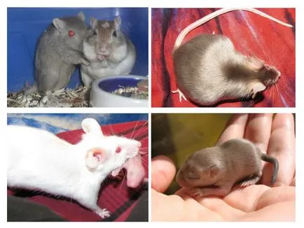 Cum să se înmulțească mouse-ul