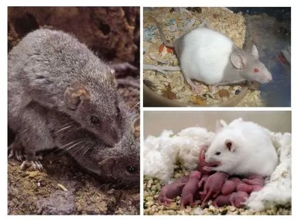 Cum să se înmulțească mouse-ul