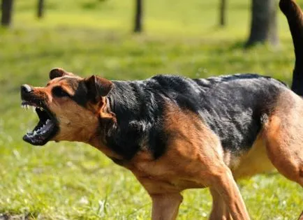 Cum de a face câinele furios la secretele altor oameni de formare de câine și de formare pentru animale de companie (de a face) Cum de a face câinele furios la secretele altor oameni de formare de câine și de formare pentru animale de companie