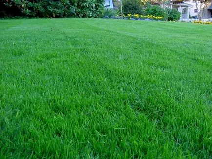 Cum de a planta iarba de gazon cu mâinile cum să planteze, pe site-ul propriu (mâini) Cum de a planta iarba de gazon cu mâinile cum să planteze, pe site-ul propriu,