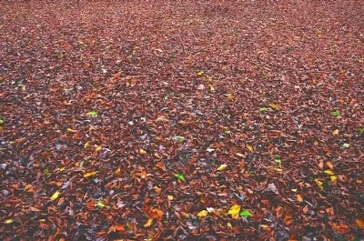 Un semn pentru a găsi o pană de pasăre pe stradă, acasă, pe balcon, a zburat în fereastră, ceea ce înseamnă alb, porumbel