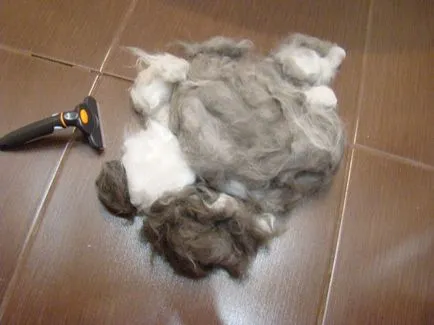 Cum de a face față cu molt feline care fac pisica mai putin shedding
