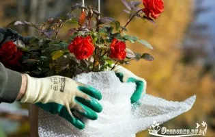 Cum de a ascunde arborvitae în timpul iernii - sfaturi în detaliu (iarna) Cum de a ascunde arborvitae în timpul iernii - sfaturi în detaliu