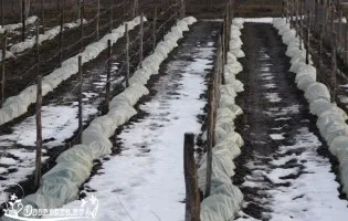 Cum se ascunde arborvitae în timpul iernii - sfaturi în detaliu (ascunde) Cum de a ascunde arborvitae în timpul iernii - sfaturi în detaliu