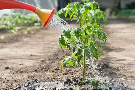 Cum de a accelera de maturare tomate în tomate cu efect de seră cresc un pic, de ce nu se coc și se coc prost ca (tomate) Cum de a accelera de maturare tomate în tomate cu efect de seră cresc un pic, de ce nu se coc și se coc prost că