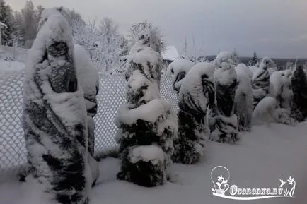 Cum de a ascunde arborvitae în timpul iernii - sfaturi în detaliu (sfaturi) Cum de a ascunde arborvitae în timpul iernii - sfaturi în detaliu