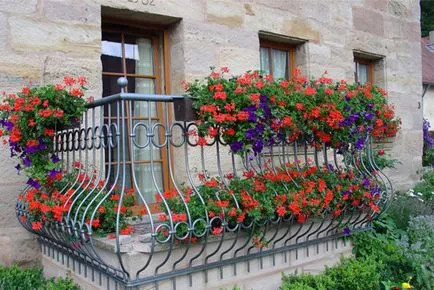 Cum de a decora un balcon cu flori, 16 poze cu aranjamente florale, recomandări pentru cultivarea de iarnă