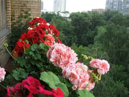 Cum de a decora un balcon cu flori, 16 poze cu aranjamente florale, recomandări pentru cultivarea de iarnă