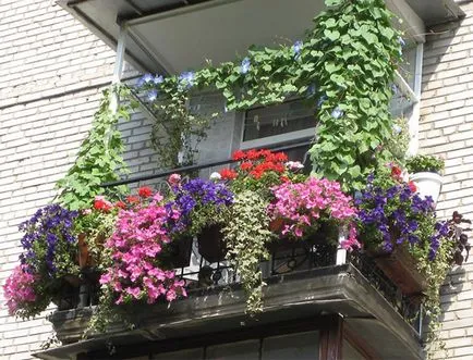Cum de a decora un balcon cu flori, 16 poze cu aranjamente florale, recomandări pentru cultivarea de iarnă