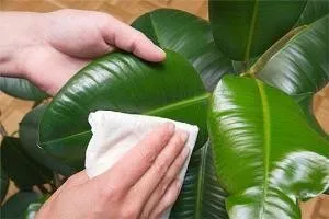 Cum să aibă grijă de Ficus în normele de îngrijire la domiciliu