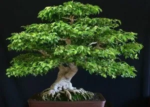 Cum să aibă grijă de Ficus în normele de îngrijire la domiciliu