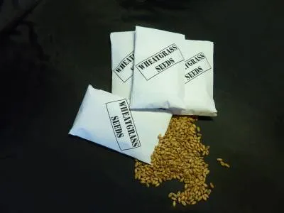 Ce fel de pisici iarbă de alimentație (unele) Ce fel de iarbă mănâncă pisici
