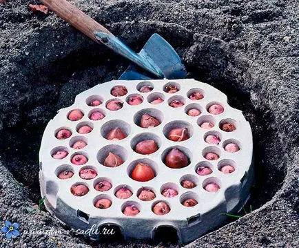 Cum să aibă grijă de branduse, casă frumoasă și grădină