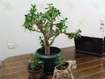 Cum să se așeze la copac bani acasă (monetară) Cum să stea acasă bani copac