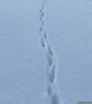 Cum sunt piese de animale în zăpadă (piste de zăpadă animale) Cum sunt piese de animale în zăpadă