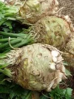 Cum să crească în floarea-soarelui țară (floarea-soarelui) Cum să crească în floarea-soarelui țară
