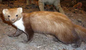 Cum descrierea speciei jderul, stilul de viață, animale de pădure, principalele sale dușmani (imagine) Cum a descrierii speciilor de jder, stil de viață, animale de pădure, principalele sale dușmani
