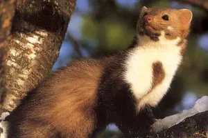 Cum descrierea speciei jderul, stilul de viață, animale de pădure, principalele sale dușmani (Marten) Cum a descrierii speciilor de jder, stil de viață, animale de pădure, principalele sale dușmani