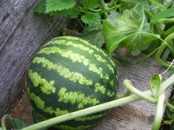 Cum să crească pepeni verzi - pregătirea de material săditor și Mașini (pepene verde) Cum să crească pepeni verzi - pregătirea de material săditor și tehnici agricole