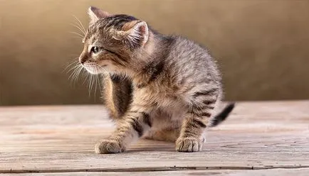 Cum de a aduce în purici pisica decât să livreze (să se spele, unge, iarbă, mâner) animale și complet
