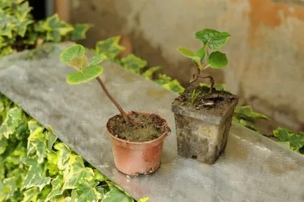 Cum să crească kiwis (în PM în casa de semințe, gropi, etc.), video și foto (creștere) Cum să crească kiwis (în PM în casa de semințe, gropi, etc.), video și fotografii