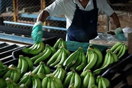 Cum să crească și să adune banane - știri în imagini (banane) Cum să crească și să adune banane - știri în imagini