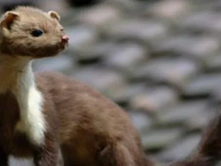 Cum descrierea speciei jderul, stilul de viață, animale de pădure, principalele sale dușmani (imagine) Cum a descrierii speciilor de jder, stil de viață, animale de pădure, principalele sale dușmani