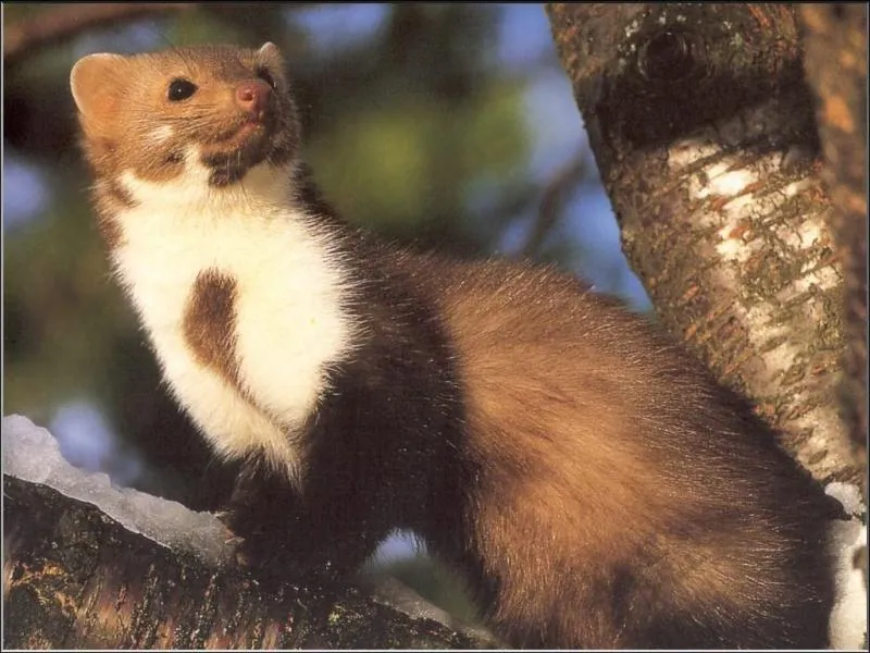 Cum descrierea speciei jderul, stilul de viață, animale de pădure, principalele sale dușmani (Marten) Cum a descrierii speciilor de jder, stil de viață, animale de pădure, principalele sale dușmani