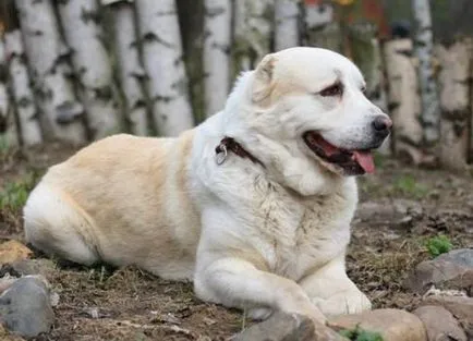 Cum de a educa Alabai catelus si caine adult
