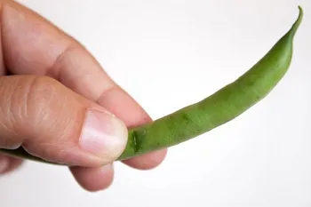 Cum să înghețe fasole verde - reteta cu pas cu pas fotografii