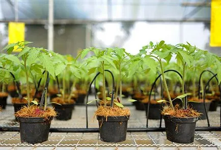 Cum sa se intareasca puieților înainte de plantare - Sfaturi cottagers