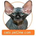 pisoi Sphynx cumpara - Anunturi Pisoi Sphynx (pisoi) pisoi Sphynx cumpăra - Anunțuri Pisoi Sphynx