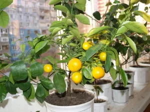 Calamondin sau tsitrofortunella (acasă Mandarin), transplantare, de îngrijire și reproducerea în gazdă (tsitrofrotunella) Calamondin sau tsitrofortunella (acasă Mandarin), transplantare, de îngrijire și reproducere la domiciliu