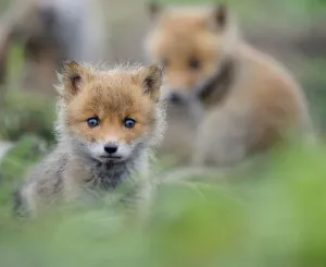 Cum de a proteja natura, portalul de mediu - zoomir