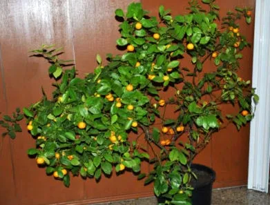 Calamondin Citrus de îngrijire la domiciliu, transplantarea și îngrășăminte (transplant) Calamondin Citrus de îngrijire la domiciliu, transplantare și îngrășăminte