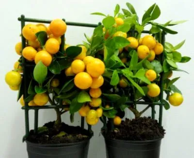 Calamondin Citrus de îngrijire la domiciliu, transplantarea și îngrășăminte (condiții) Calamondin Citrus de îngrijire la domiciliu, transplantare și îngrășăminte