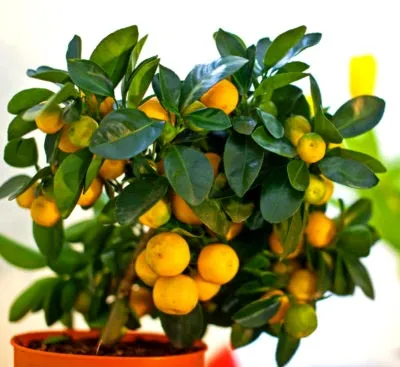 Calamondin Citrus de îngrijire la domiciliu, transplantarea și îngrășăminte (transplant) Calamondin Citrus de îngrijire la domiciliu, transplantare și îngrășăminte