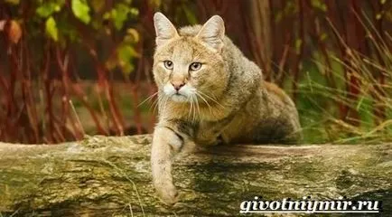 pisica junglă