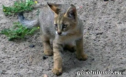 pisica junglă