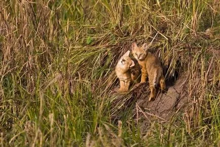 fotografii pisica junglă, pret, descriere rasa, video