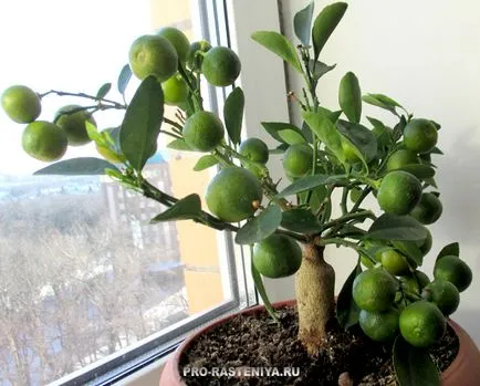 îngrijire la domiciliu Calamondin (transferul și reproducerea) (dăunătorilor) Calamondin de îngrijire la domiciliu (de transfer și de reproducere)