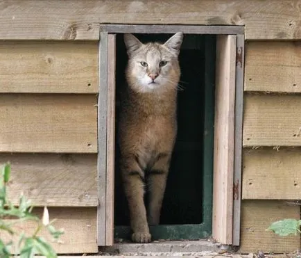 Pisica Jungle (12 poze) dacă este posibil să se păstreze descrierea casei video - murkote despre pisici și pisici (junglă) Pisica Jungle (12 poze) dacă este posibil să se păstreze descrierea casei video - murkote despre pisici și pisici