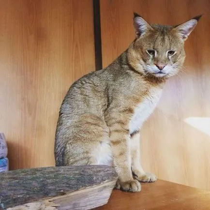 Pisica Jungle (12 poze) dacă este posibil să se păstreze descrierea casei video - murkote despre pisici și pisici (foto) Pisica Jungle (12 poze) dacă este posibil să se păstreze descrierea casei video - murkote despre pisici și pisici