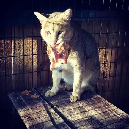 Pisica Jungle (12 poze) dacă este posibil să se păstreze descrierea casei video - murkote despre pisici și pisici (foto) Pisica Jungle (12 poze) dacă este posibil să se păstreze descrierea casei video - murkote despre pisici și pisici