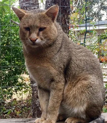 Pisica Jungle (12 poze) dacă este posibil să se păstreze descrierea casei video - murkote despre pisici și pisici (foto) Pisica Jungle (12 poze) dacă este posibil să se păstreze descrierea casei video - murkote despre pisici și pisici