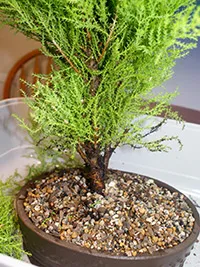 de îngrijire la domiciliu Cypress