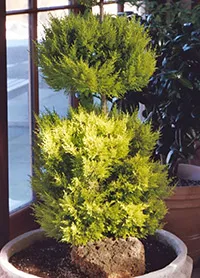 de îngrijire la domiciliu Cypress